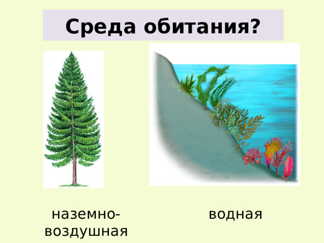 Среда обитания? наземно-воздушная водная 