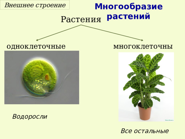 Многообразие растений Внешнее строение Растения одноклеточные многоклеточные Водоросли Все остальные 