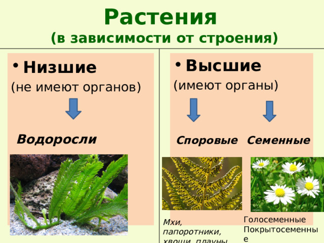 Растения  (в зависимости от строения) Низшие   Высшие (не имеют органов) (имеют органы) Водоросли   Споровые Семенные Голосеменные Покрытосеменные Мхи, папоротники, хвощи, плауны 