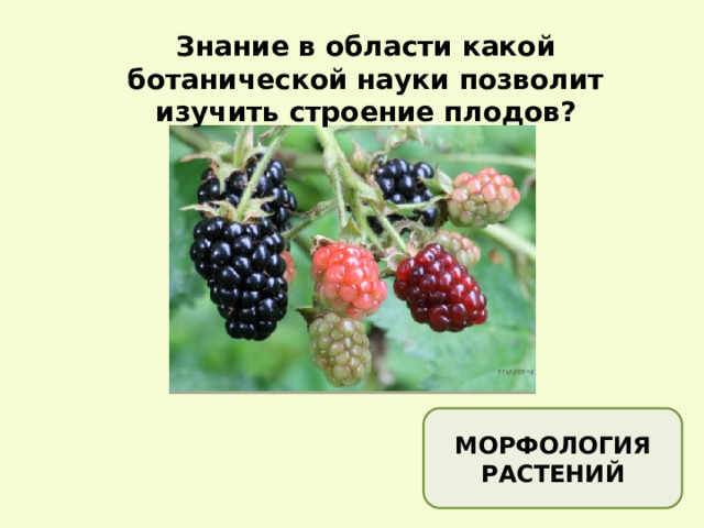Знание в области какой ботанической науки позволит изучить строение плодов? МОРФОЛОГИЯ РАСТЕНИЙ 