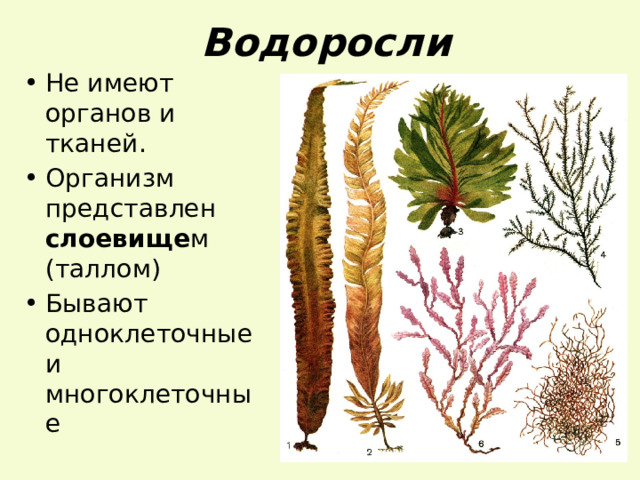 Водоросли Не имеют органов и тканей. Организм представлен слоевище м (таллом) Бывают одноклеточные и многоклеточные 