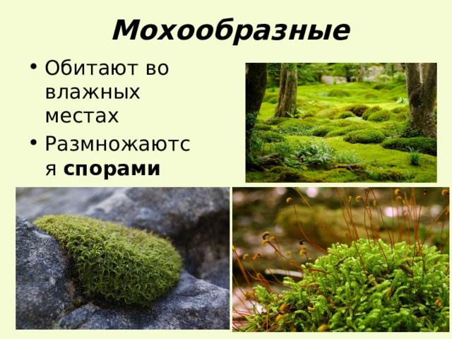 Мохообразные Обитают во влажных местах Размножаются спорами 