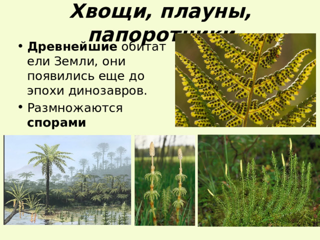 Хвощи, плауны, папоротники Древнейшие  обитатели Земли, они появились еще до эпохи динозавров. Размножаются спорами 