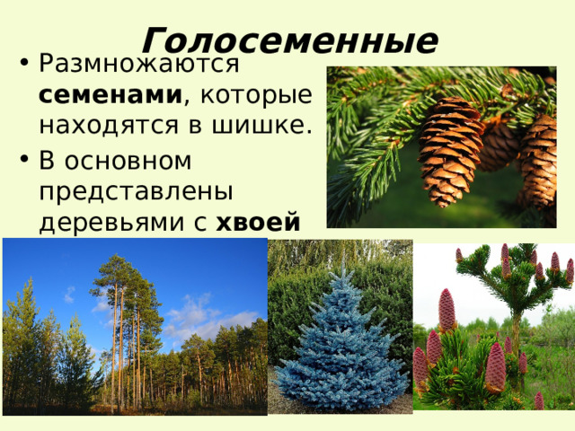 Голосеменные Размножаются семенами , которые находятся в шишке. В основном представлены деревьями с хвоей 