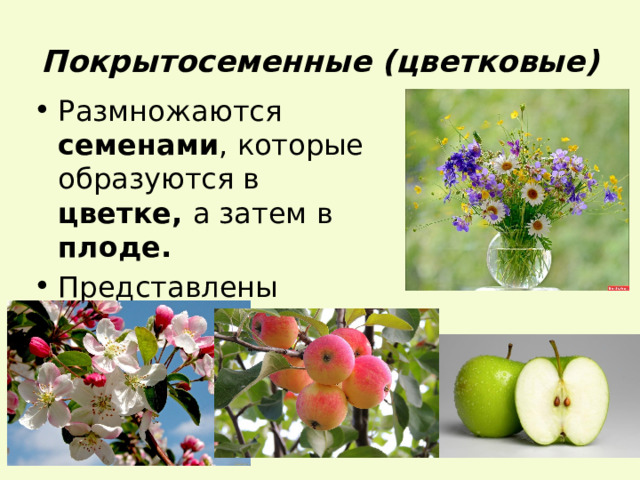 Покрытосеменные (цветковые) Размножаются семенами , которые образуются в цветке, а затем в плоде. Представлены деревьями, кустарниками и травами 