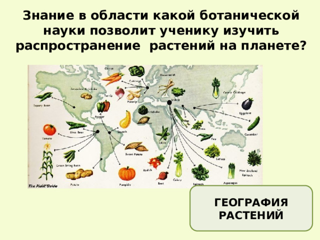 Знание в области какой ботанической науки позволит ученику изучить распространение растений на планете? ГЕОГРАФИЯ  РАСТЕНИЙ 