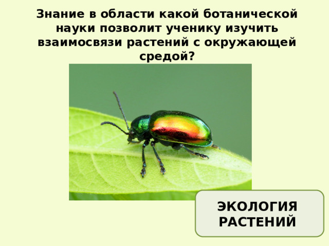 Знание в области какой ботанической науки позволит ученику изучить взаимосвязи растений с окружающей средой? ЭКОЛОГИЯ РАСТЕНИЙ 
