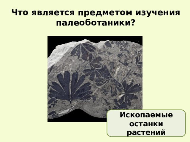 Что является предметом изучения палеоботаники? Ископаемые останки растений 