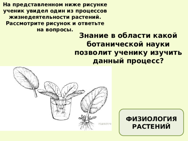 На представленном ниже рисунке ученик увидел один из процессов жизнедеятельности растений. Рассмотрите рисунок и ответьте на вопросы. Знание в области какой ботанической науки позволит ученику изучить данный процесс? ФИЗИОЛОГИЯ РАСТЕНИЙ 