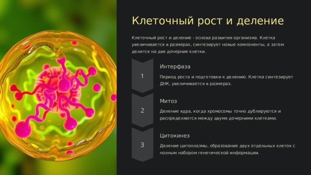  Клеточный рост и деление Клеточный рост и деление - основа развития организма. Клетка увеличивается в размерах, синтезирует новые компоненты, а затем делится на две дочерние клетки. Интерфаза Период роста и подготовки к делению. Клетка синтезирует ДНК, увеличивается в размерах. Митоз Деление ядра, когда хромосомы точно дублируются и распределяются между двумя дочерними клетками. Цитокинез Деление цитоплазмы, образование двух отдельных клеток с полным набором генетической информации. 