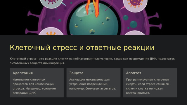  Клеточный стресс и ответные реакции Клеточный стресс - это реакция клетки на неблагоприятные условия, такие как повреждение ДНК, недостаток питательных веществ или инфекция. Адаптация Защита Апоптоз Изменение клеточных процессов для компенсации стресса. Например, усиление репарации ДНК. Активация механизмов для устранения повреждений, например, белковых агрегатов. Программируемая клеточная смерть, если стресс слишком силен и клетка не может восстановиться. 