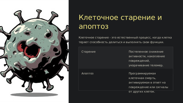  Клеточное старение и апоптоз Клеточное старение - это естественный процесс, когда клетка теряет способность делиться и выполнять свои функции. Старение Постепенное снижение активности, накопление повреждений, укорачивание теломер. Апоптоз Программируемая клеточная смерть, активируемая в ответ на повреждение или сигналы от других клеток. 