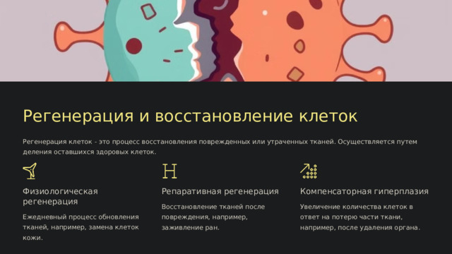  Регенерация и восстановление клеток Регенерация клеток - это процесс восстановления поврежденных или утраченных тканей. Осуществляется путем деления оставшихся здоровых клеток. Физиологическая регенерация Репаративная регенерация Компенсаторная гиперплазия Восстановление тканей после повреждения, например, заживление ран. Увеличение количества клеток в ответ на потерю части ткани, например, после удаления органа. Ежедневный процесс обновления тканей, например, замена клеток кожи. 