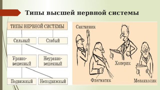Типы высшей нервной системы 