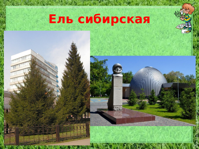 Ель сибирская Дерево высотой до 30 -35 метров, с узкопирамидальной или пирамидальной кроной, в свободном стоянии начинающейся от основания ствола. Кора трещиноватая, серая. Молодые побеги светло-коричневые, слегка опушенные по продольным бороздкам короткими рыжеватыми волосками. Почки 4-5 мм дл., З-4 мм шир., яйцевидно-конические, слегка смолистые или без смолы. Хвоинки 8-20 мм дл., 1-1,8 мм шир., четырехгранные, короткозаостренные (с острием 0,2-0,3 мм дл.), с 2-5 устьичными линиями на каждой из граней, зеленые, блестящие. Шишки яйцевидно-цилиндрические, 5-6 см дл., до 4 см толщ., бурые, с выпуклыми, широкими, цельнокрайними закругленными чешуями. Семена 2-5 мм дл., темно-коричневые со светло-коричневым крылом в 3-5 раз превышающим их по длине.  