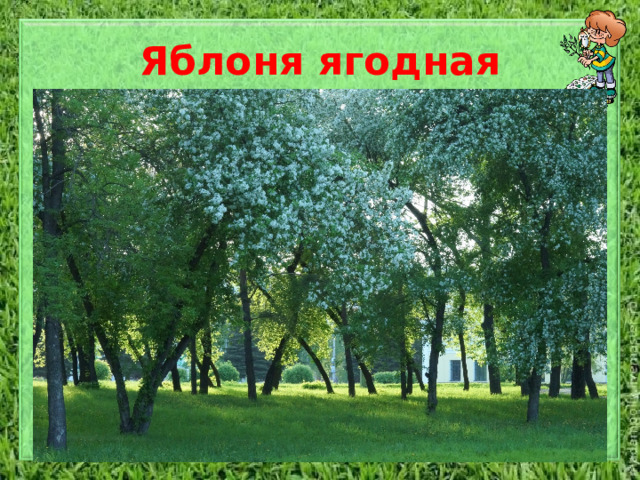 Яблоня ягодная В природе распространена на Дальнем Востоке, в Юго-Восточной Сибири, Монголии, Северном Китае и Корее. В настоящее время ботаники объединили яблоню ягодную и яблоню Палласа (сибирскую) в один вид. Дерево или кустарник высотой до 5–10 м, с почти шаровидной кроной. Кора серо- или пурпурно-коричневая, побеги голые. Листья яйцевидные или овальные, 3–8 (до 10) см длиной, с заострённой верхушкой, голые, сверху зелёные, глянцевые, снизу бледнее, осенью желтеют. Цветки до 4,5 см в диаметре, белые, по 4–8 шт. в зонтиковидных соцветиях на длинных цветоножках; цветёт в мае. Плоды шаровидные, диаметром до 1 см, жёлтые или красные; созревают в сентябре-октябре.    