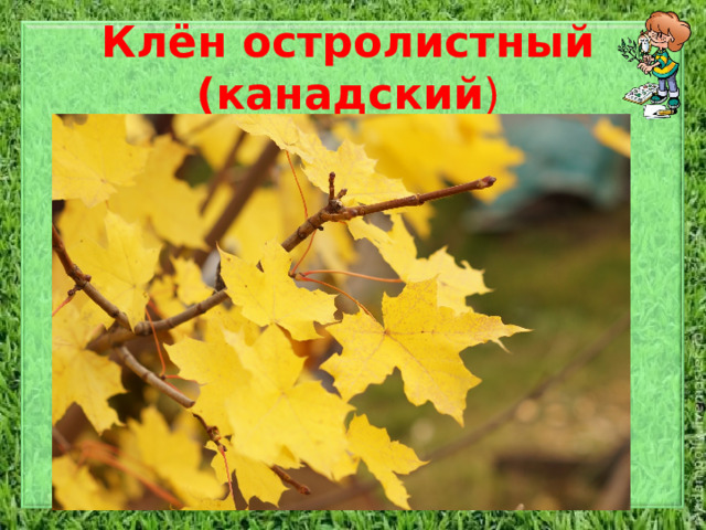 Клён остролистный (канадский ) Дерево высотой до 30 метров, с плотной, широкоокруглой кроной. Кора молодых ветвей красновато-серая, гладкая. Ствол покрыт темной, буровато-серой, иногда почти черной корой с многочисленными неглубокими трещинами. Крупные, до 18 см, пятилопастные, темно-зеленые листья осенью окрашиваются в оранжево-желтые тона. Цветет до и в период распускания листьев, желтовато-зелеными, душистыми цветками, собранными в щитковидные соцветия.  