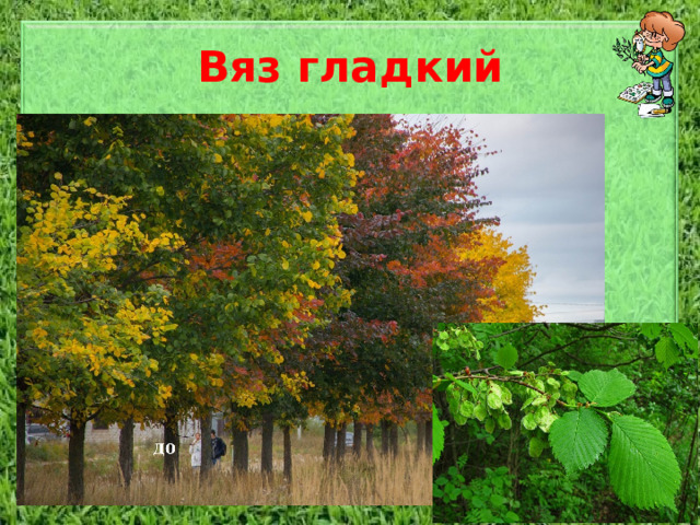 Вяз гладкий Дерево высотой до 25 метров, с красивой широкой, эллиптической кроной и тонкими, свисающими ветвями. Молодые побеги пушистые, позже гладкие, светло-бурые, блестящие. Кора взрослых деревьев буровато-коричневая, отслаивающаяся тонкими пластинками. Листья продолговато- или округло-яйцевидные, сверху заостренные, в основании резко неравнобокие (12 х 6 см). По краю листья дважды остропильчатые, с серповидными зубцами; сверху темно-зеленые, голые, снизу светло-зеленые, мягко-волосистые; осенью окрашиваются в буровато-пурпуровые тона. Мелкие, буроватые цветки, с выступающими фиолетовыми тычинками, на длинных свисающих цветоносах. Плоды - крылатки, реснитчатые по краю.  