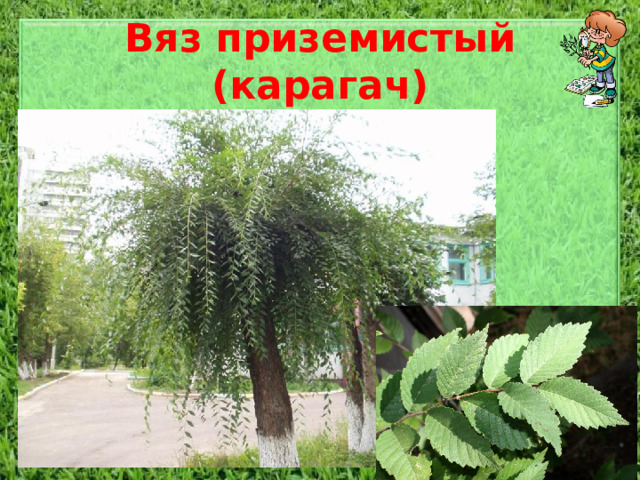 Вяз приземистый (карагач) Дерево высотой до 15-20 метров или кустарник с густой, округлой кроной и тонкими ветвями. Молодые побеги опушенные. Мелкие эллиптические листья до 2-7 см длиной, кожистые, слегка неравнобокие, с острой короткой вершиной и просто или дважды зубчатым краем, гладкие, в молодости опушенные. Весной листья зеленые, снизу светлее; летом - темно-зеленые; осенью - оливково-желтые. Цветки собраны в небольшие пучки. Крылатки - желто-бурые или охристы.  