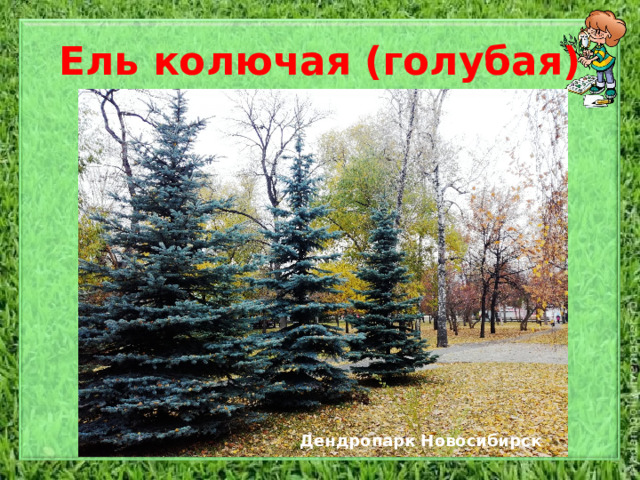 Ель колючая (голубая) Дерево высотой до 30-45 метров, со стволом 70 см в диам., с симметричной конусовидной кроной из горизонтально мутовчатых ветвей, доходящих при изолированном стоянии до земли. Кора трещиноватая, чешуйчатая, серовато-коричневая. Молодые побеги голые, светло-коричневые или оранжево-красноватые. Почки крупные, конусовидные или цилиндрические. Хвоинки 20-30 мм дл., 1-1,5 мм шир., четырехгранные, плотные и сильно колючие, от зеленых до серебристо-беловатых, с 3-5 белыми устьичными линиями на каждой стороне, с беловатым налетом, отстоящие от побега. Шишки цилиндрические, 5-10 см дл. и 2-3 см толщ., до созревания зеленовато-желтые, зрелые светло-коричневые, с тонкими гибкими, продолговато-ромбическими, по краю волнисто-зубчатыми чешуями. Семена 3 мм длины, бурые с желтовато-коричневым крылом, в 4 раза превышающим их по длине. Дендропарк Новосибирск  