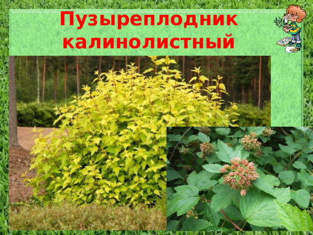 Пузыреплодник калинолистный Кустарник высотой до 1,5—3 метров. Ветви поникающие. Кора коричневая или буроватая с возрастом отслаивающаяся. От почек вниз по побегу идут хорошо заметные рёбра. Почки продолговато-яйцевидные, бурые, длиной 4—6 мм. Сердцевина широкая, бурая; древесина белая. Листья округло-яйцевидные или округло-эллиптические, длиной до 4 см, с 3—5 тупыми лопастями, из которых средняя более крупная. Край листа пильчато-зубчатый. Листовые пластинки сверху зелёные, снизу более светлые. Осенью золотистые. Цветки белые или розовые собраны в выпуклые щитковидные соцветия. Цветёт в июне-июле. Плоды многолистовки, собранные из 3-5 кожистых вздутых листовок, с вверх стоящими долями чашечки.  