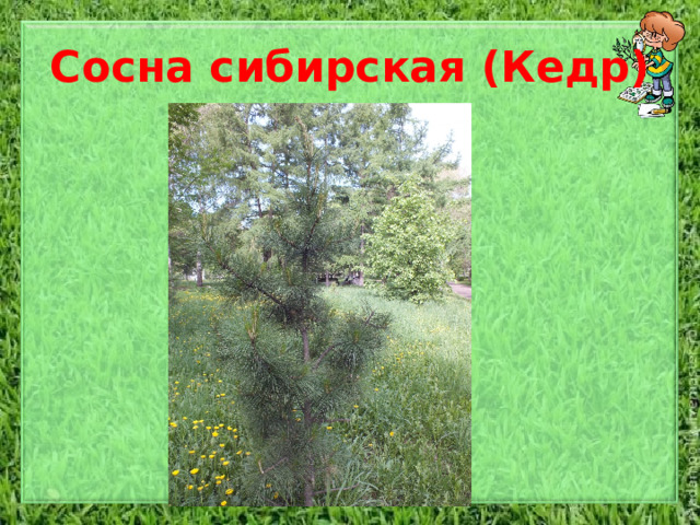 Сосна сибирская (Кедр)   Дерево высотой 20-25 (40) метров. Отличается густой, часто многовершинной кроной с толстыми сучьями. Ствол прямой, ровный буро-серый, у старых деревьев образует трещиноватую чешуйчатую кору. Ветвление мутовчатое. Побеги последнего года коричневые, покрыты длинными рыжими волосками. Хвоя на укороченных побегах тёмно-зелёная с сизым налётом, длиной 6—14 см, мягкая, в разрезе трёхгранная, слегка зазубренная, растёт пучками, по пять хвоинок в пучке. Зрелые  шишки крупные, вытянутые, яйцевидной формы, сначала фиолетовые, а затем коричневые, 5—8 см шириной, в длину до 13 см; чешуи их плотные, прижатые, на поверхности покрыты короткими жёсткими волосками. Щитки утолщённые, широко ромбовидные, крупные, до 2 см шириной с небольшим белым пупком. Шишки вызревают в течение 14—15 месяцев и опадают в сентябре следующего года. Шишки опадают целиком, не раскрываясь. Каждая шишка содержит от 30 до 150 семян – кедровых «орешков».  