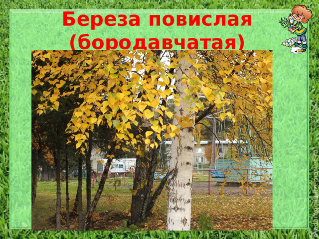 Береза повислая (бородавчатая) Дерево высотой до 20 метров, с ажурной, неправильной кроной и гладкой, белой, отслаивающейся корой. У взрослых деревьев нижняя часть ствола покрыта мощной черноватой коркой, с глубокими трещинами, этим она отличается от большинства белоствольных берез. Ветви большей частью повислые, молодые побеги бородавчатые. Листья ромбические, голые, до 7 см, в молодости смолистые, липкие. Сережки пониклые. Плод - продолговато-эллиптический, крылатый орешек.  