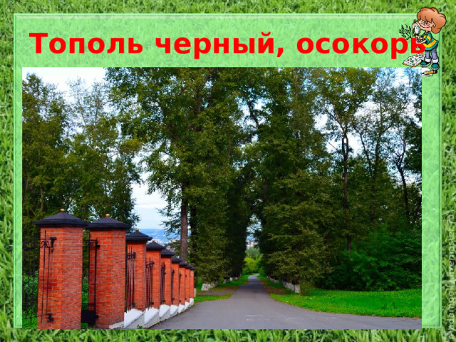 Тополь черный, осокорь Крупное дерево, высотой до 30 метров, с мощной, широкой, ветвистой кроной и цилиндрическим стволом, кора которого вначале гладкая, серая, позднее чернеющая, с глубокими трещинами. Молодые побеги блестящие, желтые или желтовато-серые, гладкие, слабограненные. Листья ромбические или треугольные, с длинным тонким острием на верхушке, темно-зеленые сверху и несколько светлее снизу, по краю мелко-тупозубчатые, ароматные.   