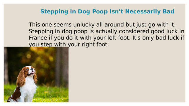 Stepping in Dog Poop Isn't Necessarily Bad  This one seems unlucky all around but just go with it. Stepping in dog poop is actually considered good luck in France if you do it with your left foot. It's only bad luck if you step with your right foot. 