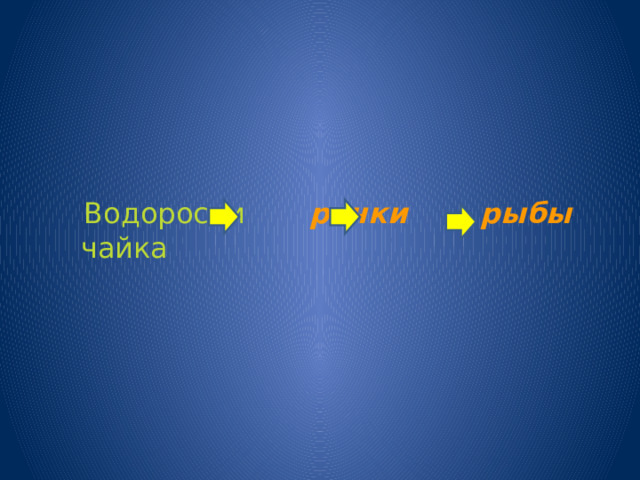  Водоросли  рачки   рыбы   чайка 