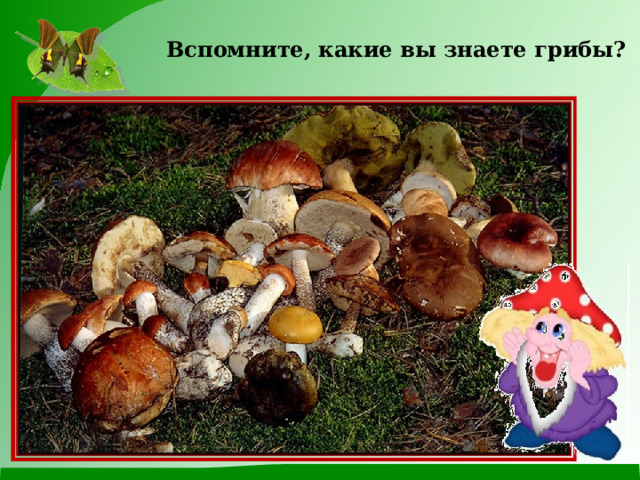 Вспомните, какие вы знаете грибы? 
