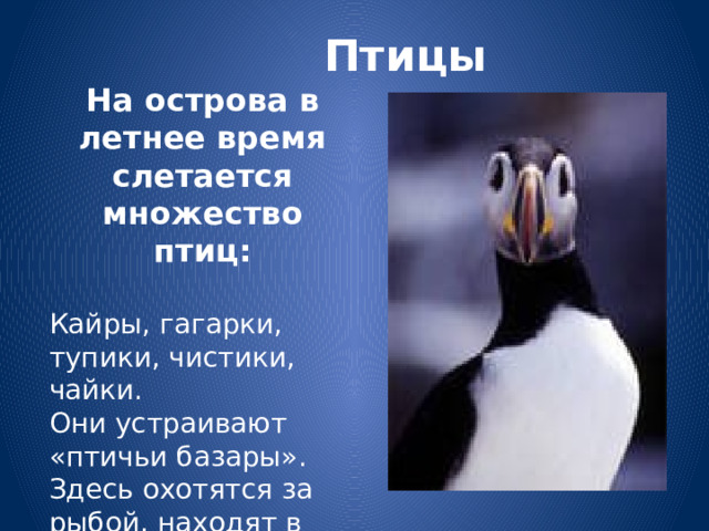  Птицы На острова в летнее время слетается множество птиц:  Кайры, гагарки, тупики, чистики, чайки. Они устраивают «птичьи базары». Здесь охотятся за рыбой, находят в море богатую пищу.             