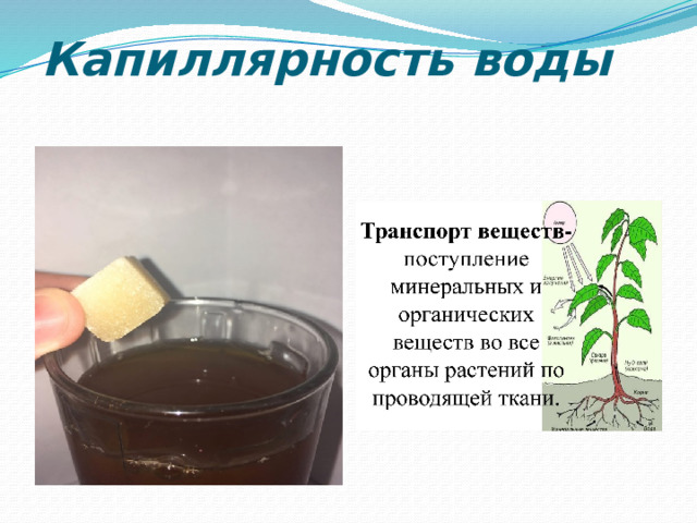Капиллярность воды 