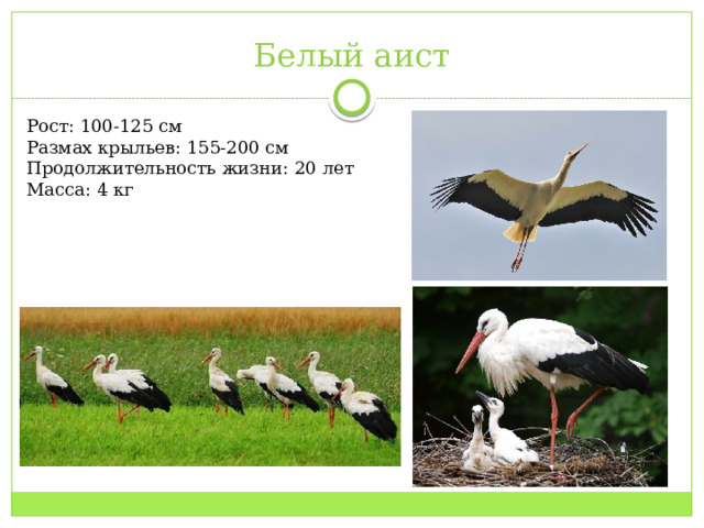 Белый аист Рост: 100-125 см Размах крыльев: 155-200 см Продолжительность жизни: 20 лет Масса: 4 кг 