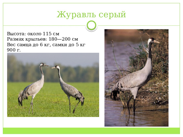 Журавль серый Высота: около 115 см Размах крыльев: 180—200 см Вес самца до 6 кг, самки до 5 кг 900 г. 