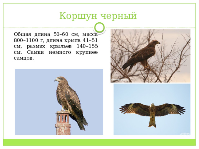 Коршун черный Общая длина 50–60 см, масса 800–1100 г, длина крыла 41–51 см, размах крыльев 140–155 см. Самки немного крупнее самцов.  