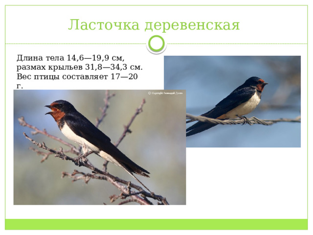 Ласточка деревенская Длина тела 14,6—19,9 см, размах крыльев 31,8—34,3 см. Вес птицы составляет 17—20 г. 