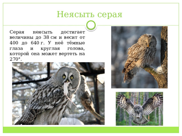 Неясыть серая Серая неясыть достигает величины до 38 см и весит от 400 до 640 г. У неё тёмные глаза и круглая голова, которой она может вертеть на 270°.  