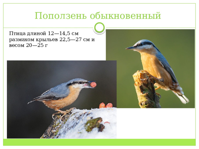 Поползень обыкновенный Птица длиной 12—14,5 см  размахом крыльев 22,5—27 см и весом 20—25 г 