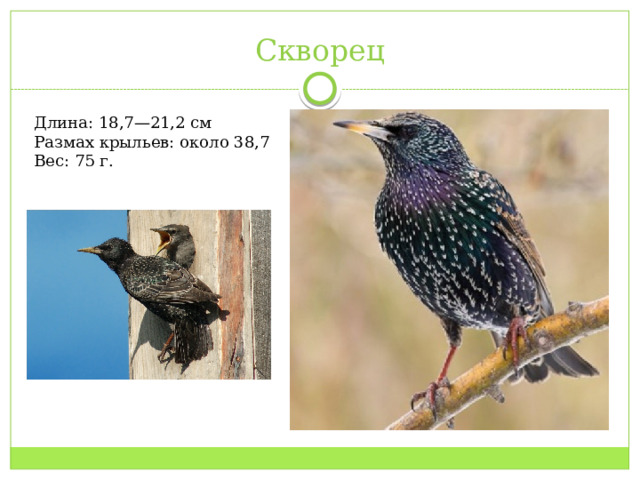 Скворец Длина: 18,7—21,2 см Размах крыльев: около 38,7 Вес: 75 г. 