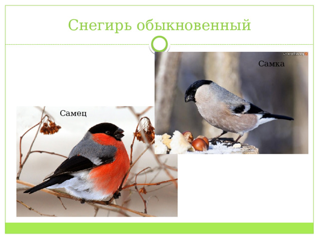 Снегирь обыкновенный Самка Самец 