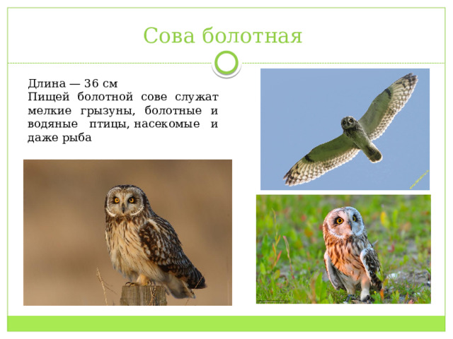 Сова болотная Длина — 36 см Пищей болотной сове служат мелкие грызуны, болотные и водяные птицы, насекомые и даже рыба 
