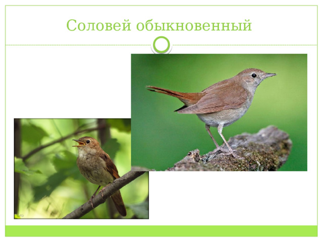 Соловей обыкновенный 