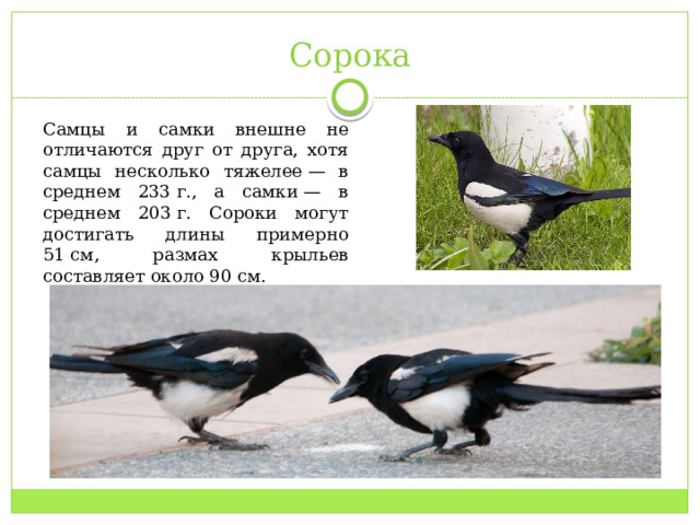 Сорока Самцы и самки внешне не отличаются друг от друга, хотя самцы несколько тяжелее — в среднем 233 г., а самки — в среднем 203 г. Сороки могут достигать длины примерно 51 см, размах крыльев составляет около 90 см. 
