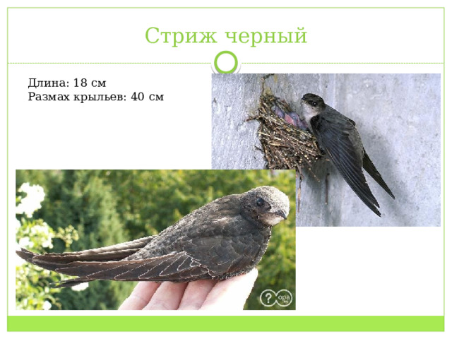 Стриж черный Длина: 18 см Размах крыльев: 40 см  
