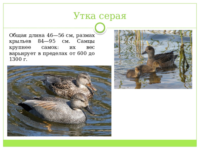Утка серая Общая длина 46—56 см, размах крыльев 84—95 см. Самцы крупнее самок: их вес варьирует в пределах от 600 до 1300 г. 