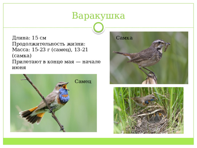 Варакушка Длина: 15 см Самка Продолжительность жизни: Масса: 15-23 г (самец), 13-21 (самка) Прилетают в конце мая — начале июня Самец 