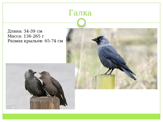 Галка Длина: 34-39 см Масса: 136-265 г Размах крыльев: 65-74 см 