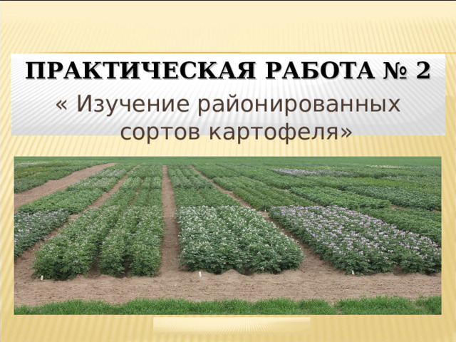 ПРАКТИЧЕСКАЯ РАБОТА № 2 « Изучение районированных сортов картофеля»  