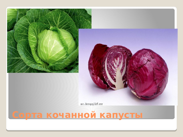 Сорта кочанной капусты 